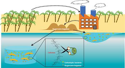 Tropical Cellulolytic Bacteria: Potential Utilization of Sugarcane Bagasse as Low-Cost Carbon Source in Aquaculture